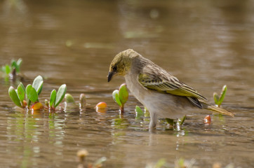 Tisserin vitellin, femelle, .Ploceus vitellinus, Vitelline Masked Weaver