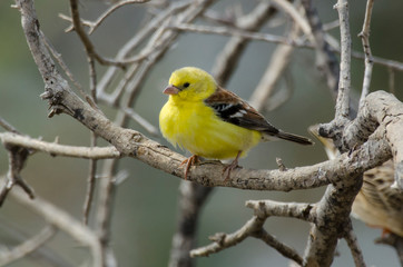 Moineau doré,.Passer luteus, Sudan Golden Sparrow