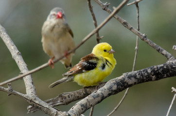 Moineau doré,.Passer luteus, Sudan Golden Sparrow