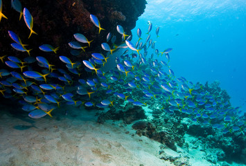 Fototapeta na wymiar School of fish on reef
