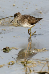 Combattant varié, Chevalier combattant,.Calidris pugnax, Ruff