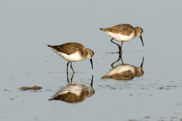 Bécasseau cocorli,.Calidris ferruginea, Curlew Sandpiper