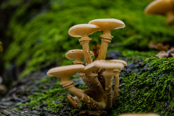 Obraz premium Pilze in der Wahner-Heide