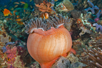 Anemone as a habitat