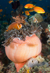 Anemone as a habitat
