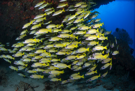 Large group of schooling fish