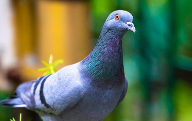 Pigeon