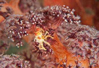 Healthy coral crab on soft coral
