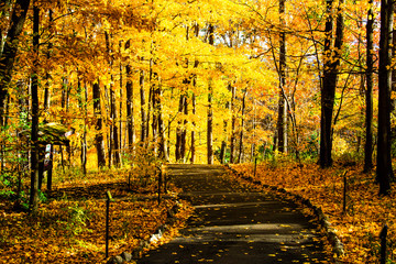Fall Foliage 
