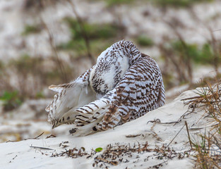 Snowy Owl