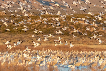 Large flock of snow geese in flight over pond at Bosque del Apache National Wildlife Refuge in central New Mexico