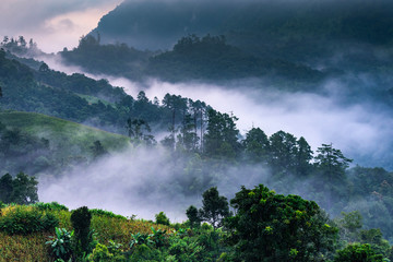 Beautiful morning panorama of forest covered by low clouds. Colored sunrise in forested mountain slope.