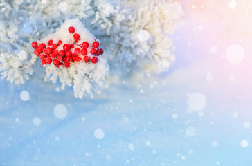 Winter bright background. Clusters of bright frozen rowan on pine branches.