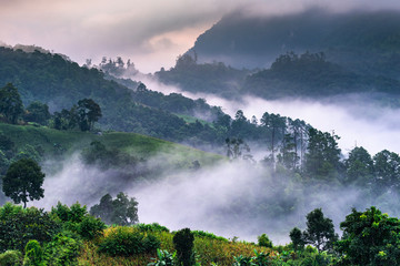 Beautiful morning panorama of forest covered by low clouds. Colored sunrise in forested mountain slope.