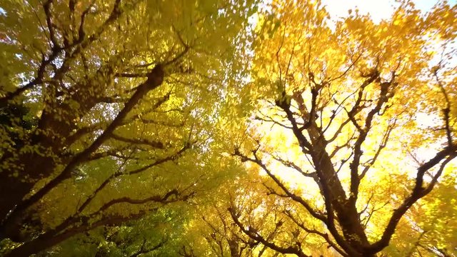 黄色く染まった明治神宮外苑のイチョウ並木 歩き撮り