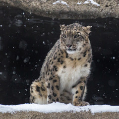 The snow leopard is a large predatory mammal of the cat family living in the mountains of Central...