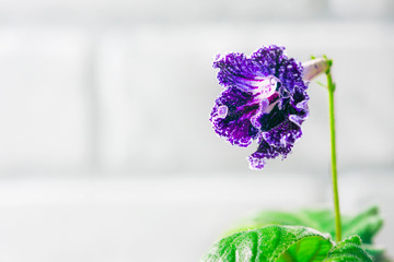 Purple streptocarpus flowers in a pot on a white background.