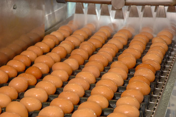 Egg factory on washing production line with fresh eggs are prepare for package in Automate Food Processing Plant. 