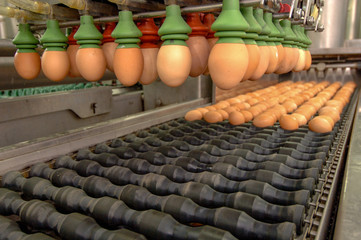 Egg factory on selecting process and grading production line with fresh eggs are prepare for package in Automate Food Processing Plant. 