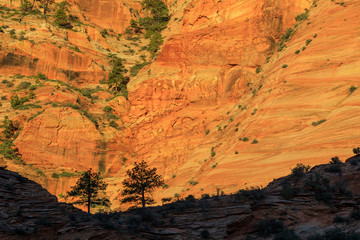 Scenic Zion National Park Utah Landscape