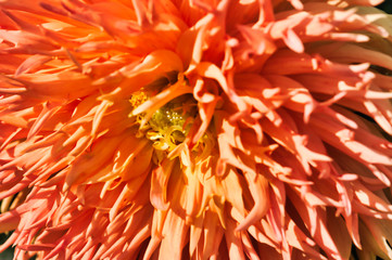orange dahlia