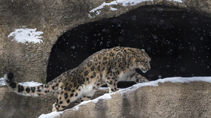 The snow leopard is a large predatory mammal of the cat family living in the mountains of Central...