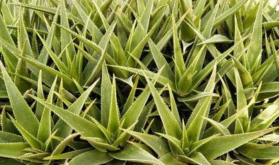 ALOE VERA PLANTS