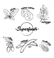 Superfood hand drawn black and white vector illustration. Botanical isolated sketch drawing. Stevia, camu camu, moringa, gogi, carob, mulberry. Organic healthy food. Ideally use for package, label.