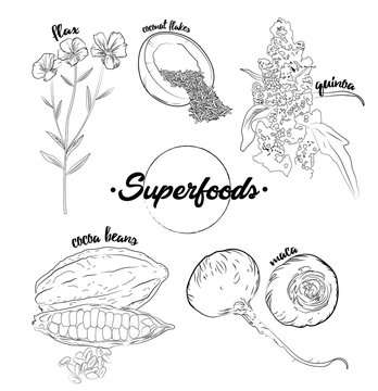 Superfood hand drawn vector illustration. Botanical isolated sketch drawing. Coconut flakes, flax, quinoa, cocoa beans, maca roat. Organic healthy food. Ideally use for package, banner, poster, label.