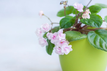 Flowering Saintpaulias, commonly known as African violet. Mini Potted plant. 
