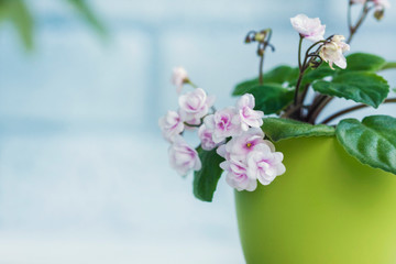 Flowering Saintpaulias, commonly known as African violet. Mini Potted plant. 