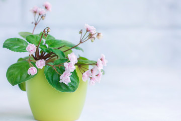 Flowering Saintpaulias, commonly known as African violet. Mini Potted plant. 