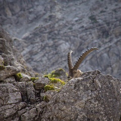 Steinbock hinter einem Felsblock