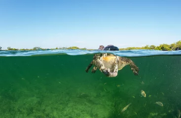 Zelfklevend Fotobehang Cuban Crocodile, under over © The Ocean Agency