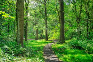 Fototapeta na wymiar a footpath running through an English forest.