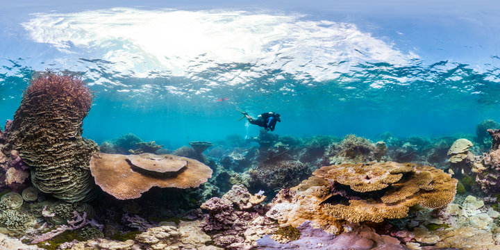 Diver on reef in Palau