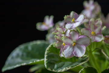 Flowering Saintpaulias, commonly known as African violet. Mini Potted plant. A dark background.