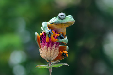 Fototapeta premium Javan tree frog on flowers, tree frog on flower