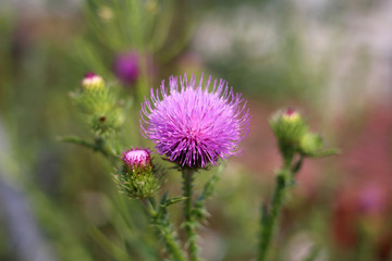 prickly pink flower agrimony in the grass