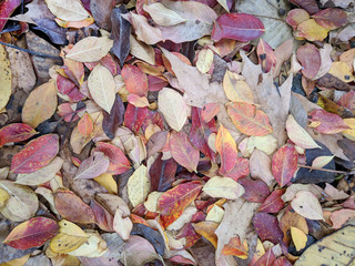 Autumn leaves in many colors as background