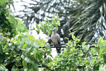 Spotted dove