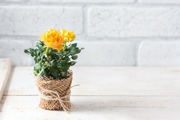 Yellow mini rose bush isolated on white background. Gardening, flowers.