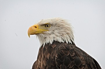 eagle side view