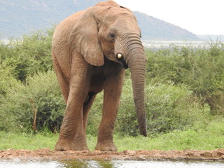 Obraz premium Elefantenbulle