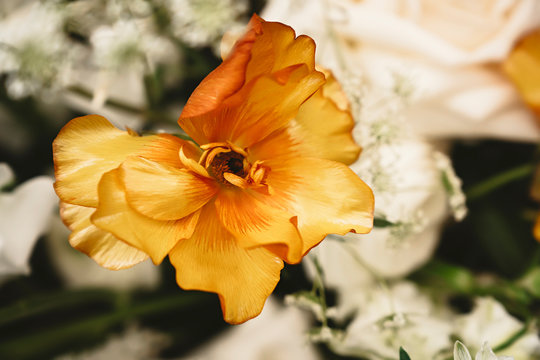 Close up of orange flower