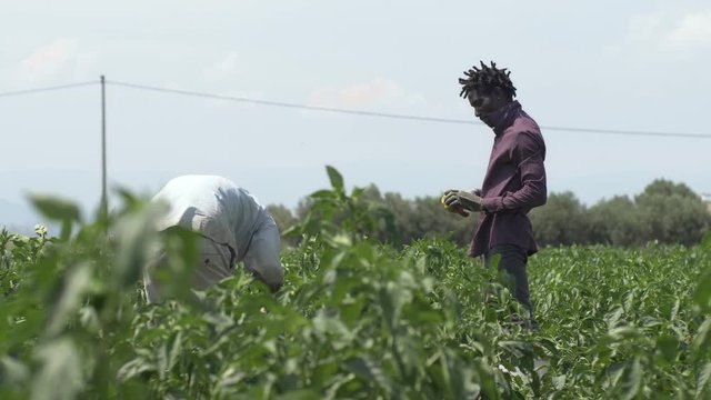 Farmer collecting and cheking bell peppers in the field- Harvesting peppers