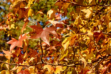Autumn yellow and gold leaves Liquidambar styraciflua, Amber tree against the blue sky. A close-up of an Amber leaf in focus against a background of blurry leaves.