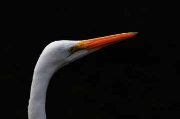 egret with black background