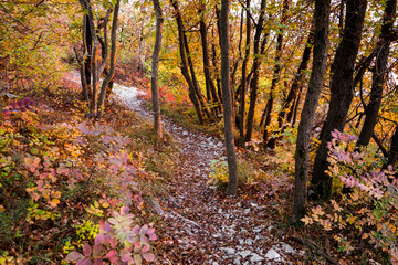 Autumn forest nature scenery