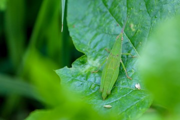 Little grasshopper insect on leaf in forest.